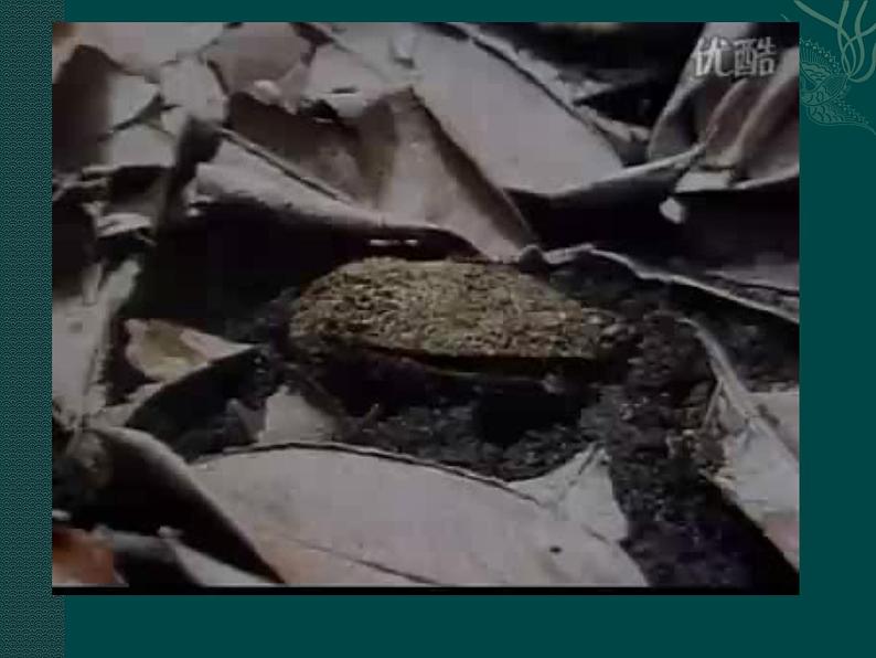 第8章 生物体有相似的结构层次  第2节 细胞的分裂和分化 课件第1页