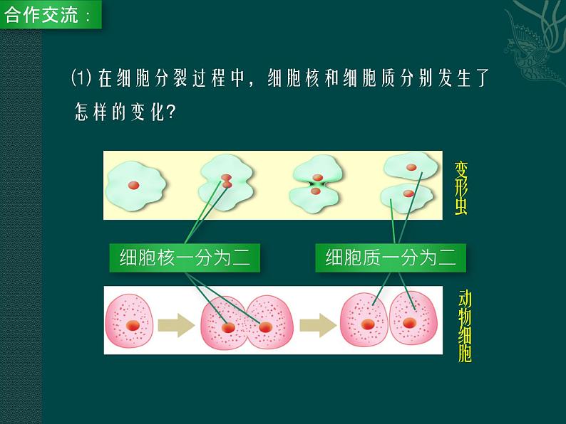 第8章 生物体有相似的结构层次  第2节 细胞的分裂和分化 课件第5页