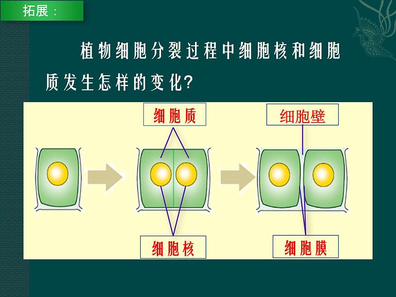 第8章 生物体有相似的结构层次  第2节 细胞的分裂和分化 课件第7页