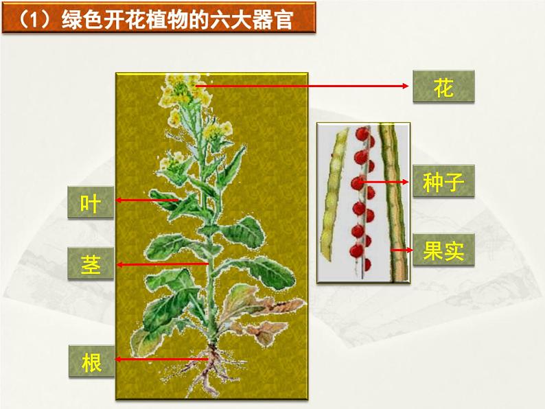 第9章 生物体有相同的结构层 第1节 植物体的组成 课件第3页