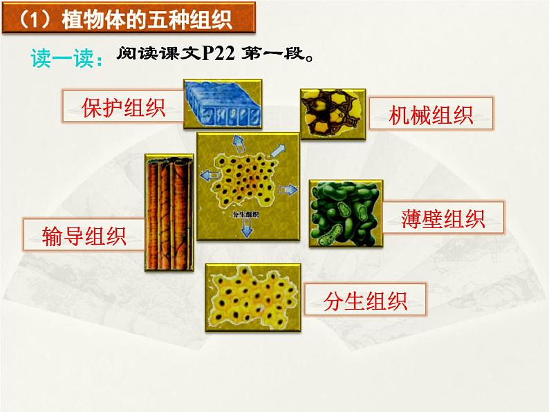 第9章 生物体有相同的结构层 第1节 植物体的组成 课件第6页