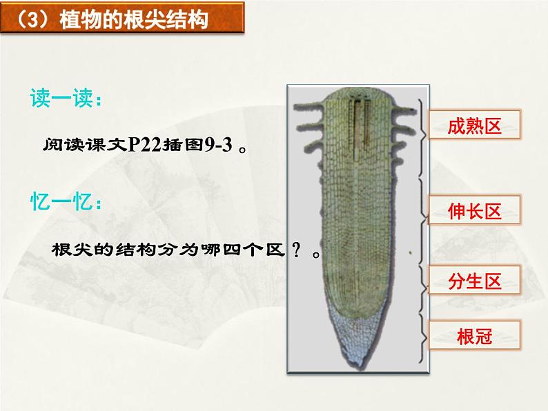 第9章 生物体有相同的结构层 第1节 植物体的组成 课件第8页