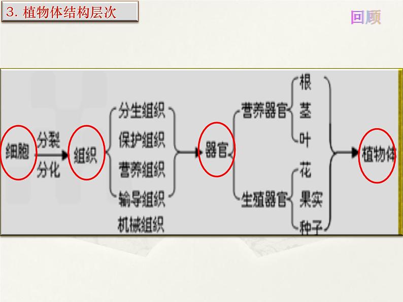 第9章 生物体有相同的结构层 第2节 人体的组成 课件第5页