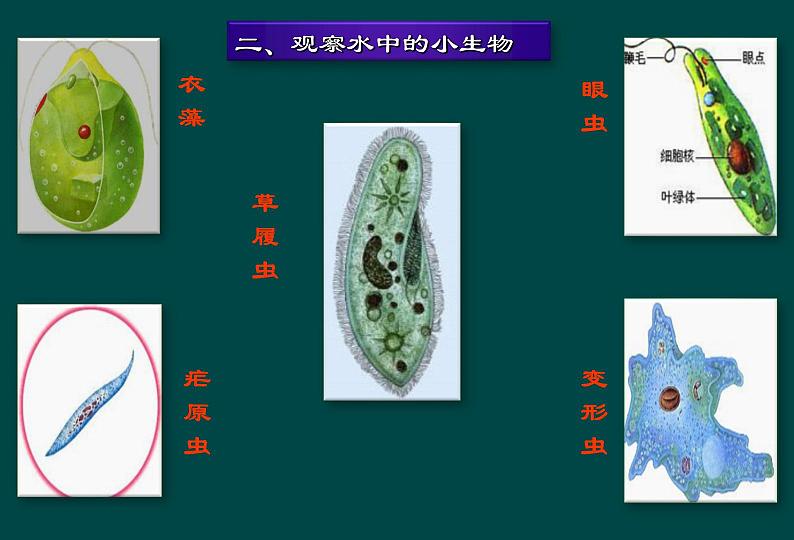 第9章 生物体有相同的结构层 第3节 单细胞生物 课件第5页