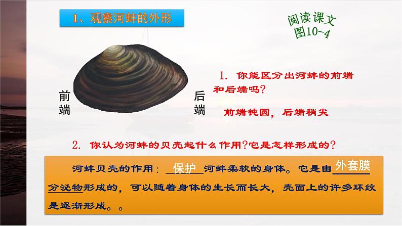 第10章 水中的生物 第1节 水中的动物  水生动物 课件第3页