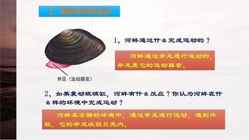 第10章 水中的生物 第1节 水中的动物  水生动物 课件第4页