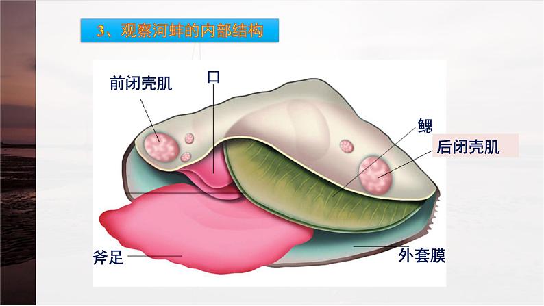 第10章 水中的生物 第1节 水中的动物  水生动物 课件第5页