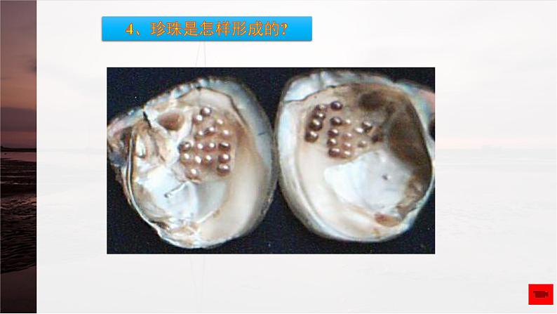 第10章 水中的生物 第1节 水中的动物  水生动物 课件第6页