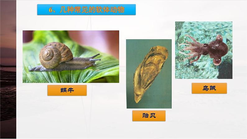 第10章 水中的生物 第1节 水中的动物  水生动物 课件第8页
