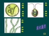 苏科版生物七年级下册课件：第10章 水中的生物 第2节 水中的藻类植物 （含视频）