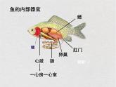 苏科版生物七年级下册课件：第10章 水中的生物 复习(共30张PPT)