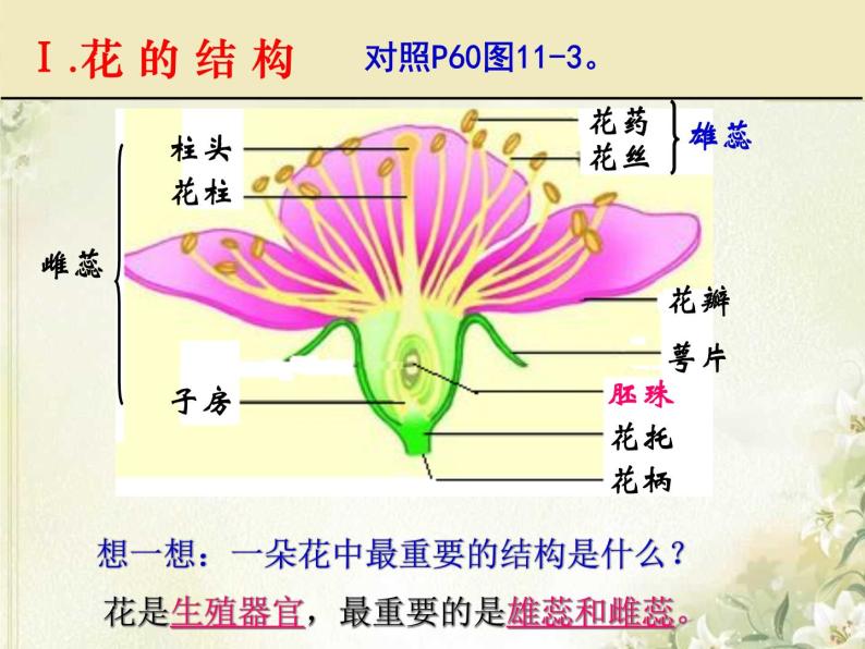 地面上的植物PPT课件免费下载06