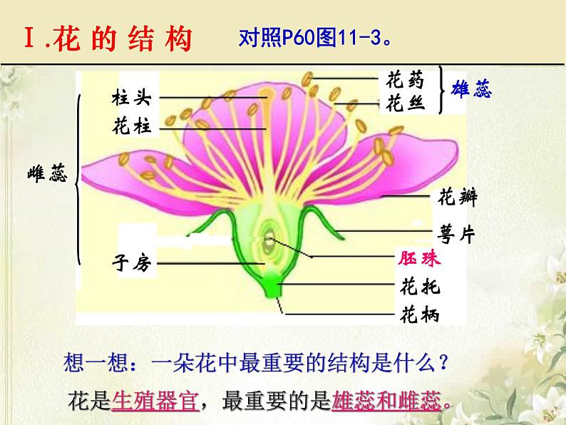 第11章 地面上的生物 第1节 地面上的植物（1）第6页