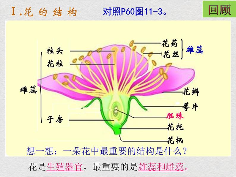 苏科版生物七年级下册课件：第11章 地面上的生物 第1节 地面上的植物（2）（含视频）02