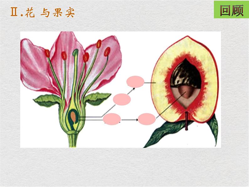 苏科版生物七年级下册课件：第11章 地面上的生物 第1节 地面上的植物（2）（含视频）03