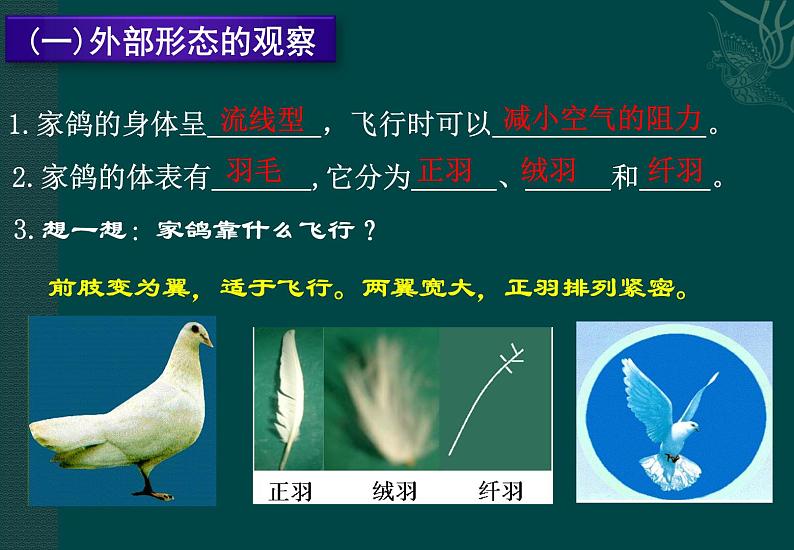 鸟类PPT课件免费下载06