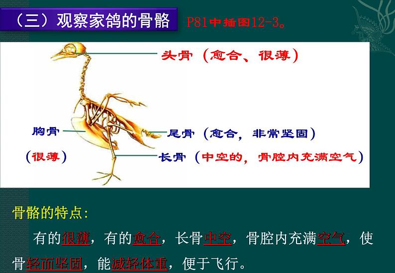 鸟类PPT课件免费下载08