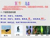 苏科版生物七年级下册课件：第12章 空中的生物 复习(共19张PPT)