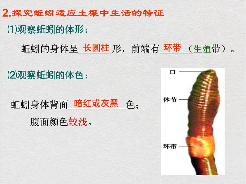 苏科版生物七年级下册课件：第13章 土壤里的生物复习(共25张PPT)03