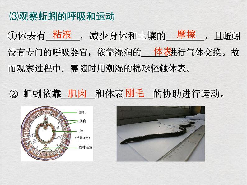 苏科版生物七年级下册课件：第13章 土壤里的生物复习(共25张PPT)04