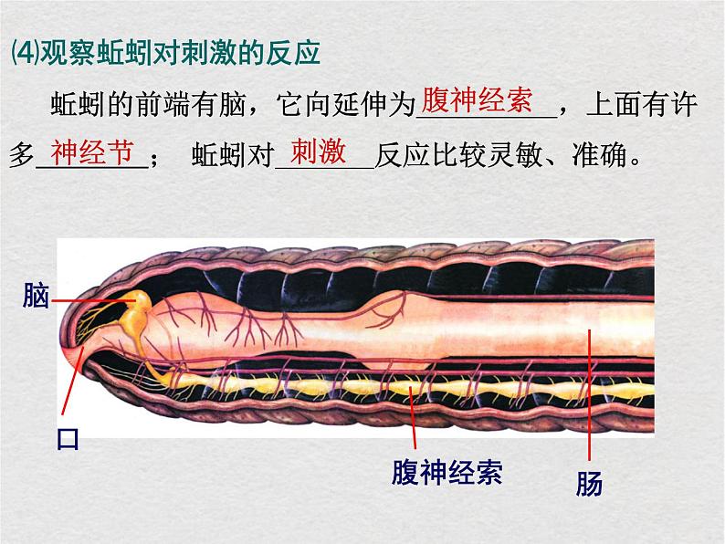 苏科版生物七年级下册课件：第13章 土壤里的生物复习(共25张PPT)05