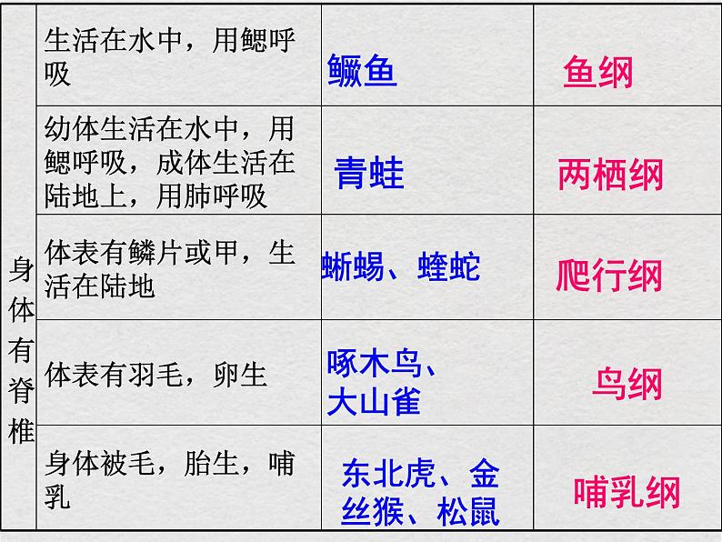 苏科版生物七年级下册课件：第14章 生物的命名和分类 复习(共18张PPT)第8页