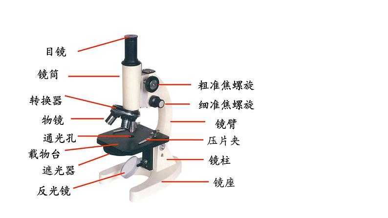 2.1 探索生命的器具 教学课件 苏教版七年级生物上册第7页