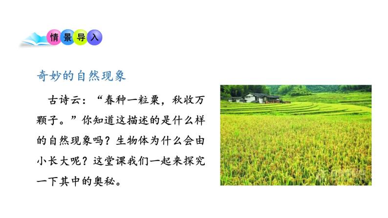 3.3 细胞分裂与分化 教学课件 苏教版七年级生物上册02