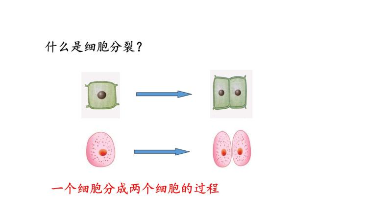 3.3 细胞分裂与分化 教学课件 苏教版七年级生物上册04