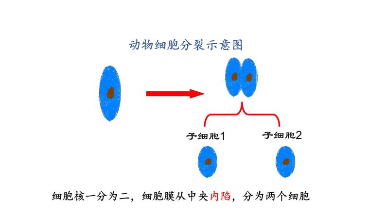 3.3 细胞分裂与分化 教学课件 苏教版七年级生物上册05