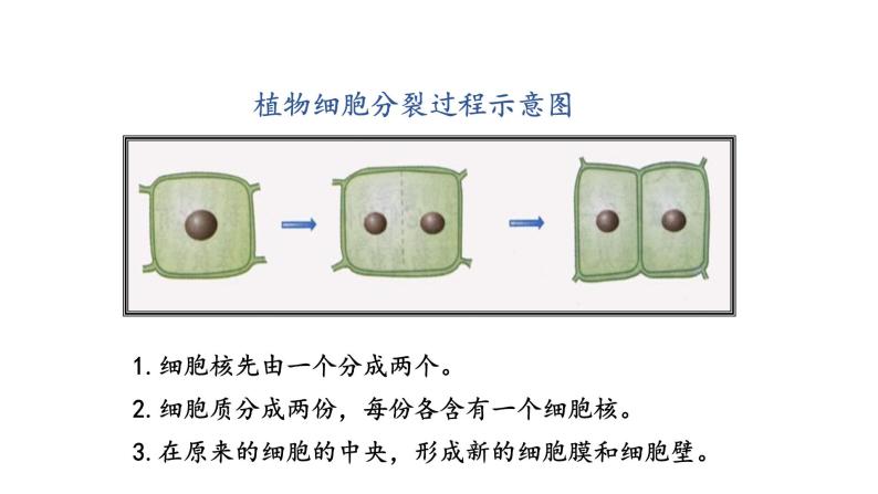 3.3 细胞分裂与分化 教学课件 苏教版七年级生物上册06