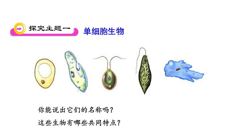 4.1 单细胞生物 教学课件 苏教版七年级生物上册03