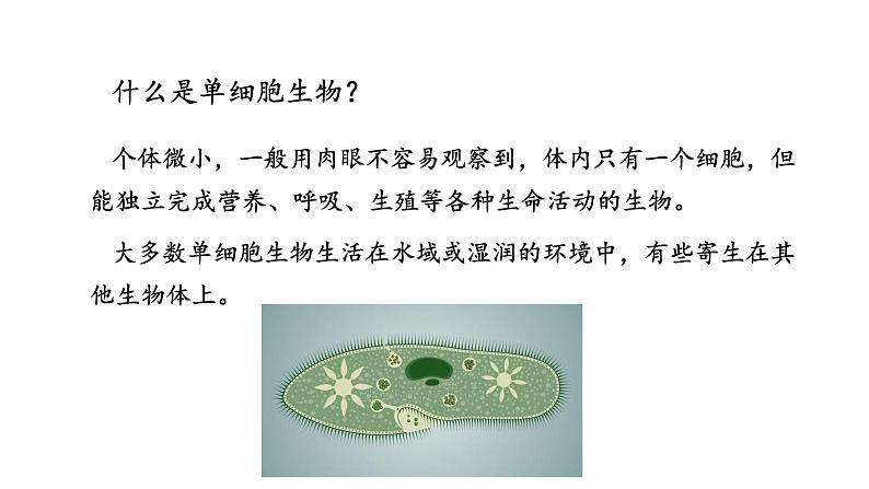 4.1 单细胞生物 教学课件 苏教版七年级生物上册04