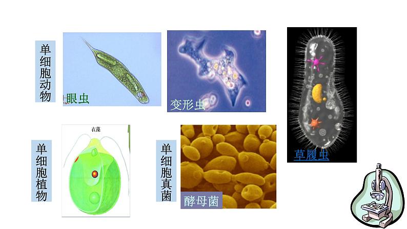 4.1 单细胞生物 教学课件 苏教版七年级生物上册05