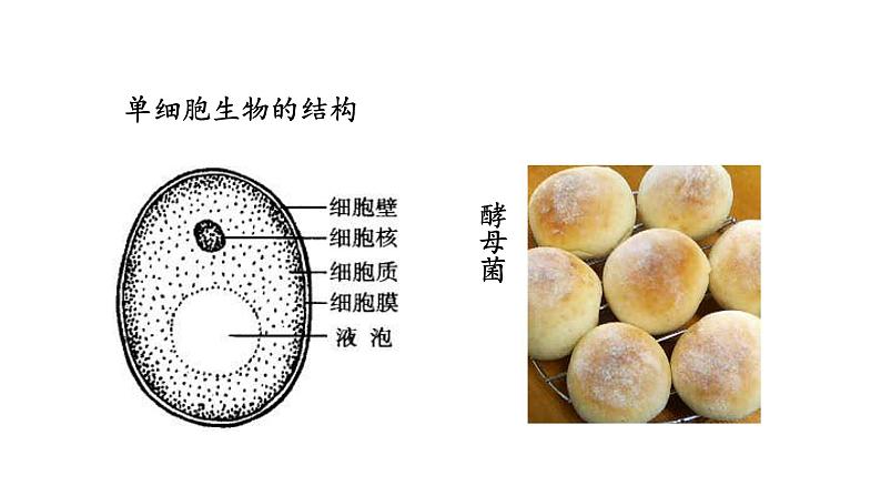 4.1 单细胞生物 教学课件 苏教版七年级生物上册06