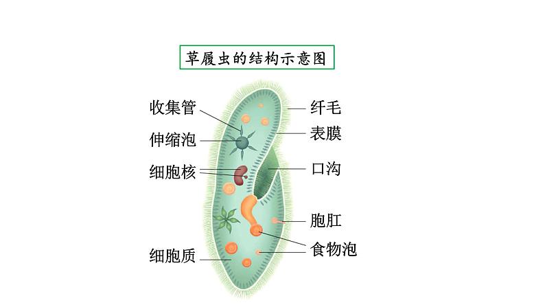 4.1 单细胞生物 教学课件 苏教版七年级生物上册08