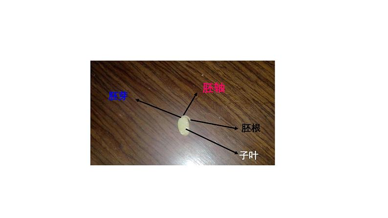 5.1 植物种子的萌发 教学课件 苏教版七年级生物上册07