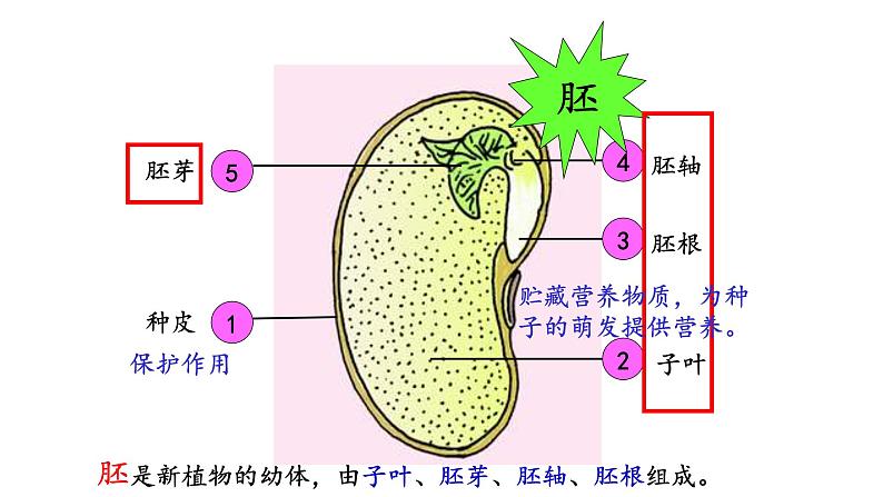 5.1 植物种子的萌发 教学课件 苏教版七年级生物上册08