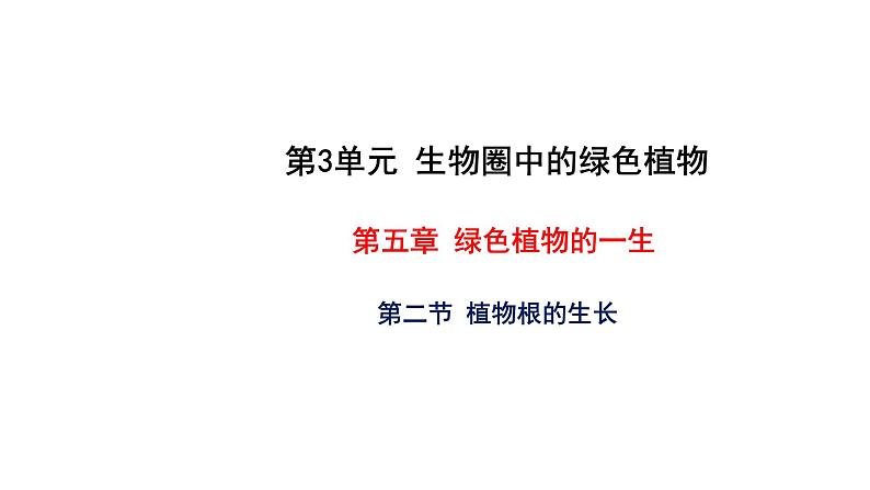 5.2 植物根的生长 教学课件 苏教版七年级生物上册第1页