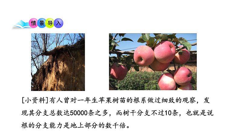 5.2 植物根的生长 教学课件 苏教版七年级生物上册第2页