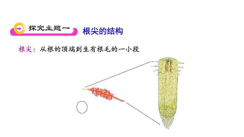 5.2 植物根的生长 教学课件 苏教版七年级生物上册第3页