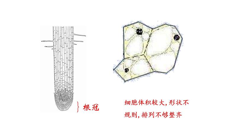 5.2 植物根的生长 教学课件 苏教版七年级生物上册第6页