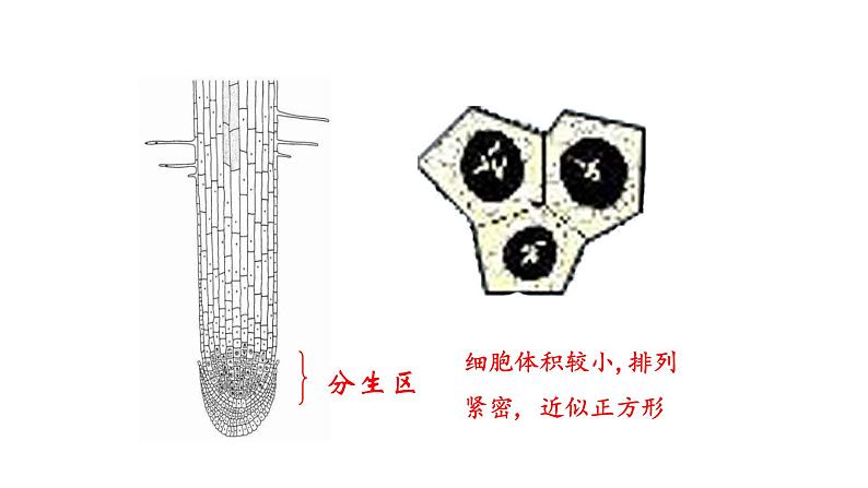 5.2 植物根的生长 教学课件 苏教版七年级生物上册第7页