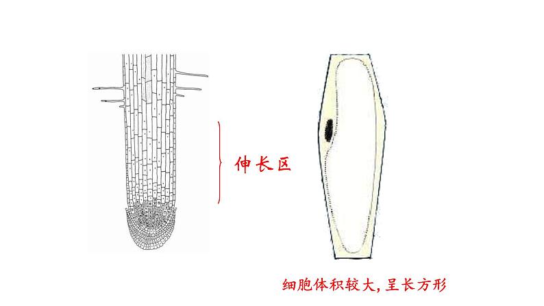 5.2 植物根的生长 教学课件 苏教版七年级生物上册第8页