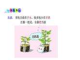 5.3 植物生长需要水和无机盐 教学课件 苏教版七年级生物上册