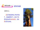 5.4 植物茎的输导功能 教学课件 苏教版七年级生物上册