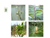 5.4 植物茎的输导功能 教学课件 苏教版七年级生物上册