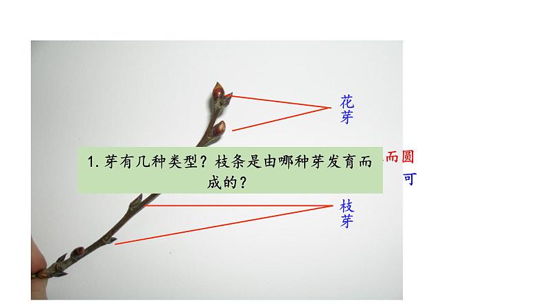 5.4 植物茎的输导功能 教学课件 苏教版七年级生物上册05