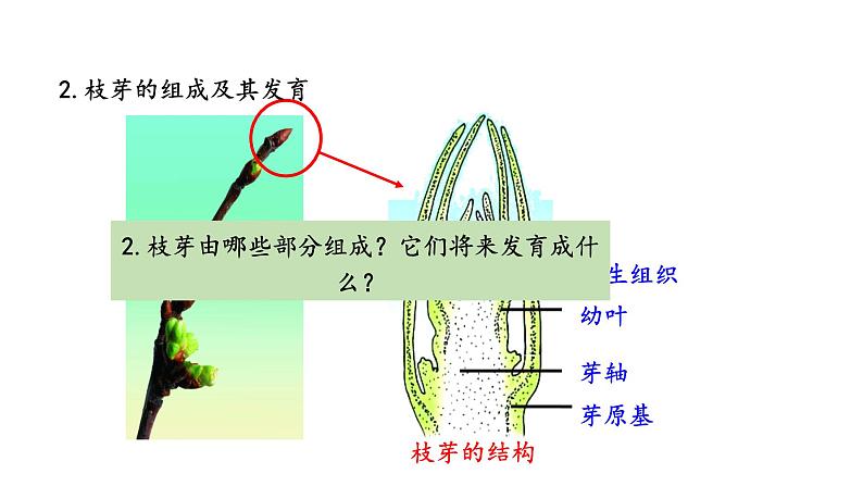 5.4 植物茎的输导功能 教学课件 苏教版七年级生物上册07