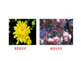 5.5 植物的开花和结果 教学课件 苏教版七年级生物上册